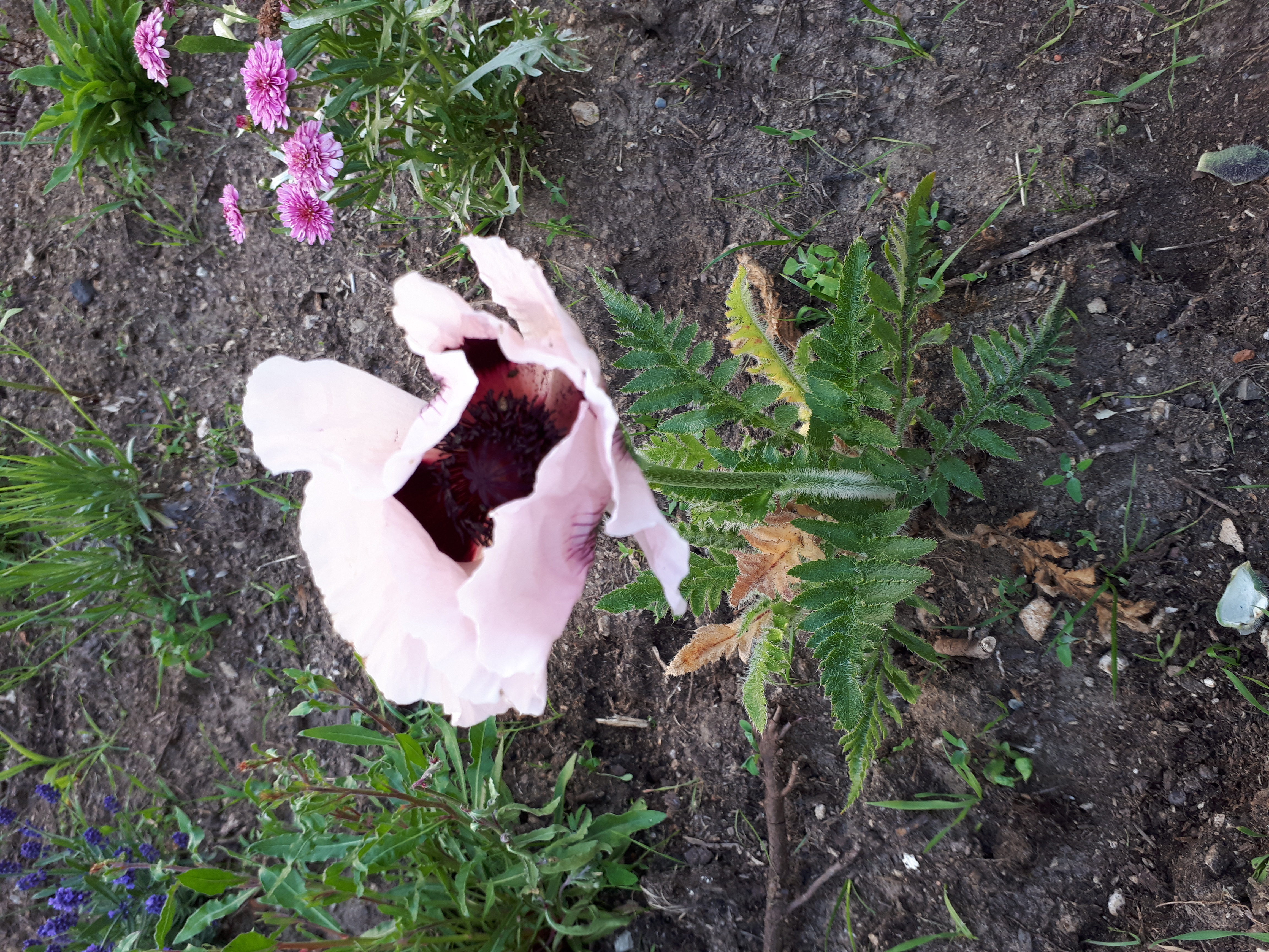 Gartenansicht