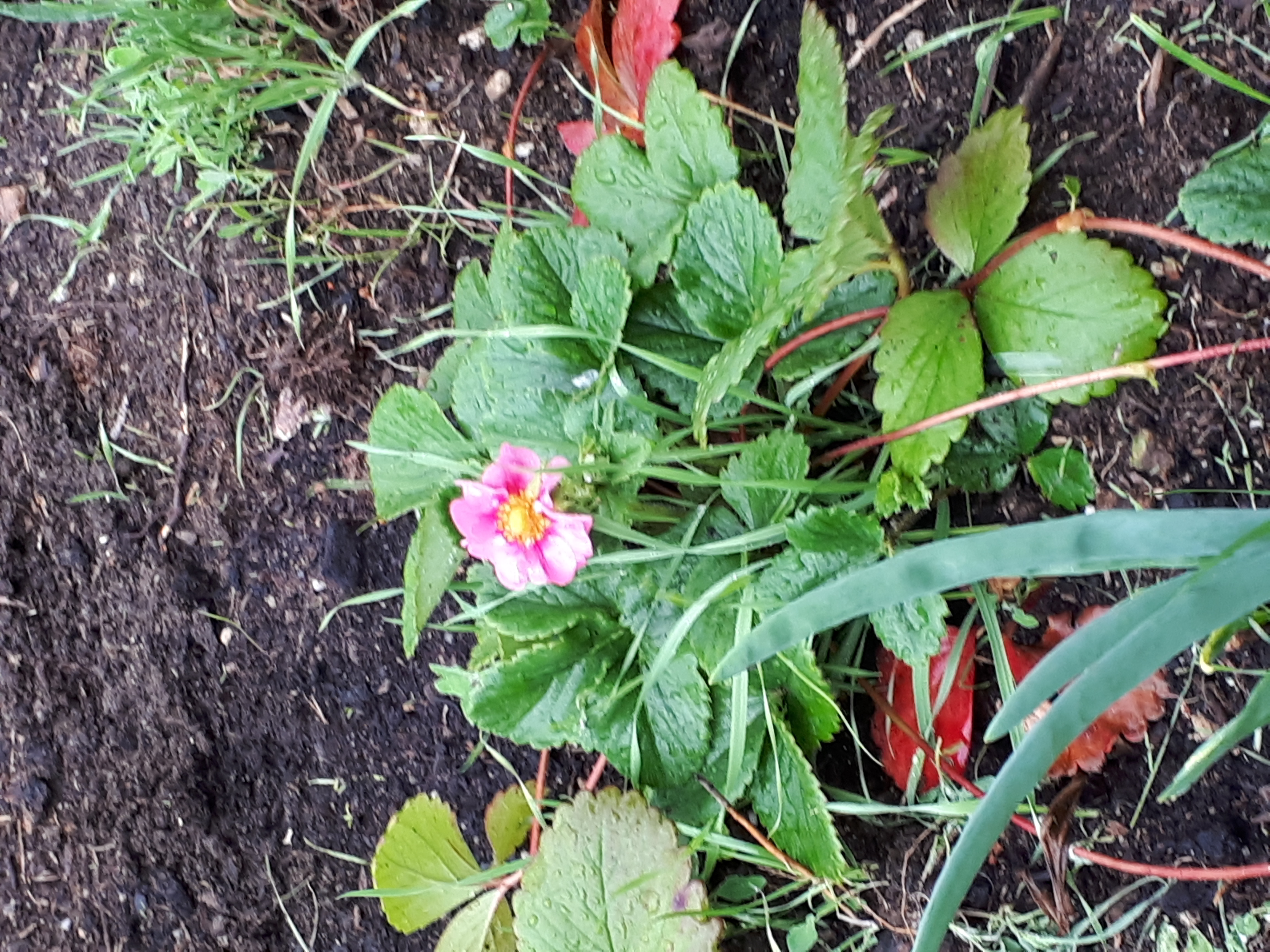 Gartenansicht