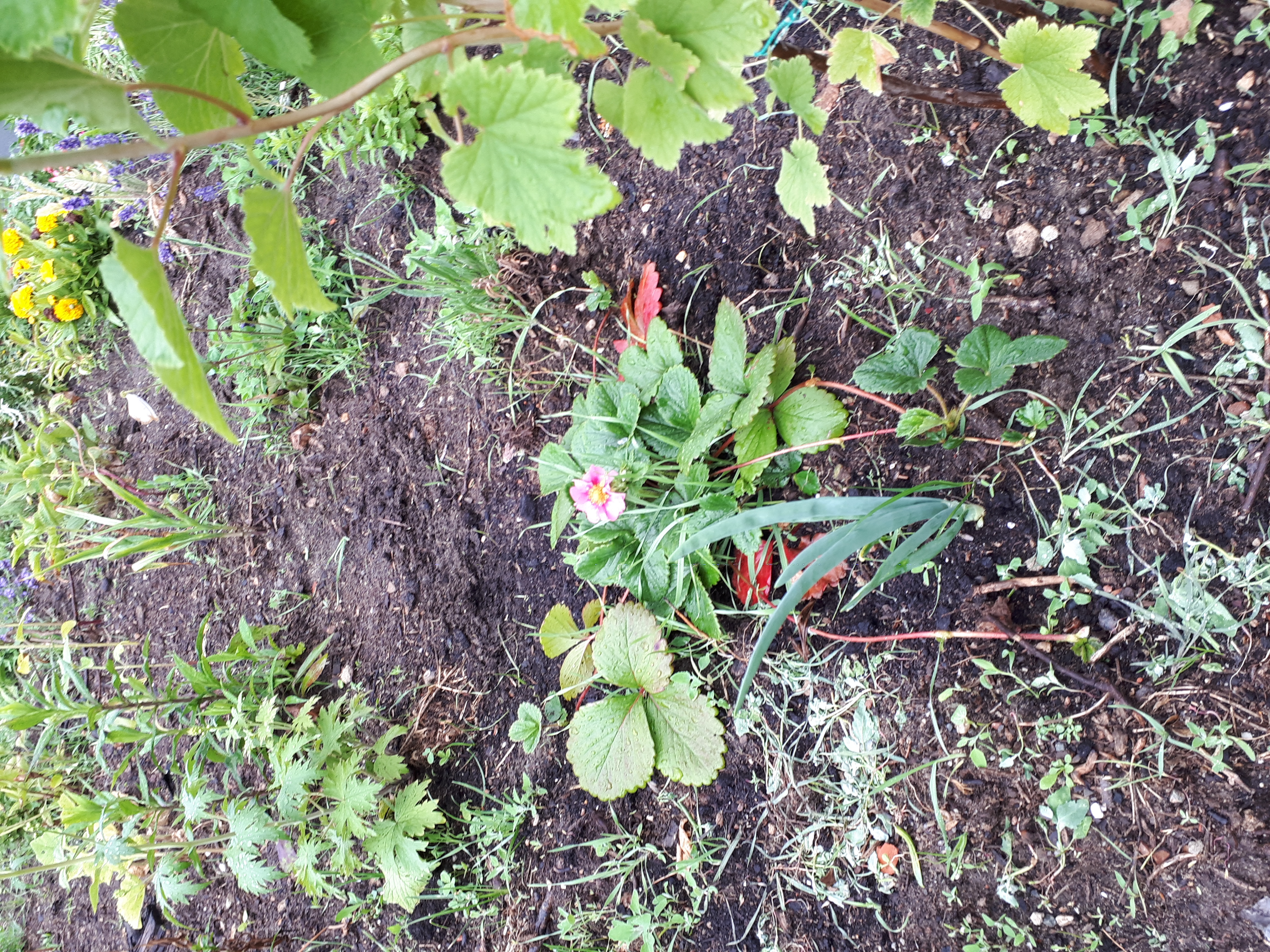 Gartenansicht
