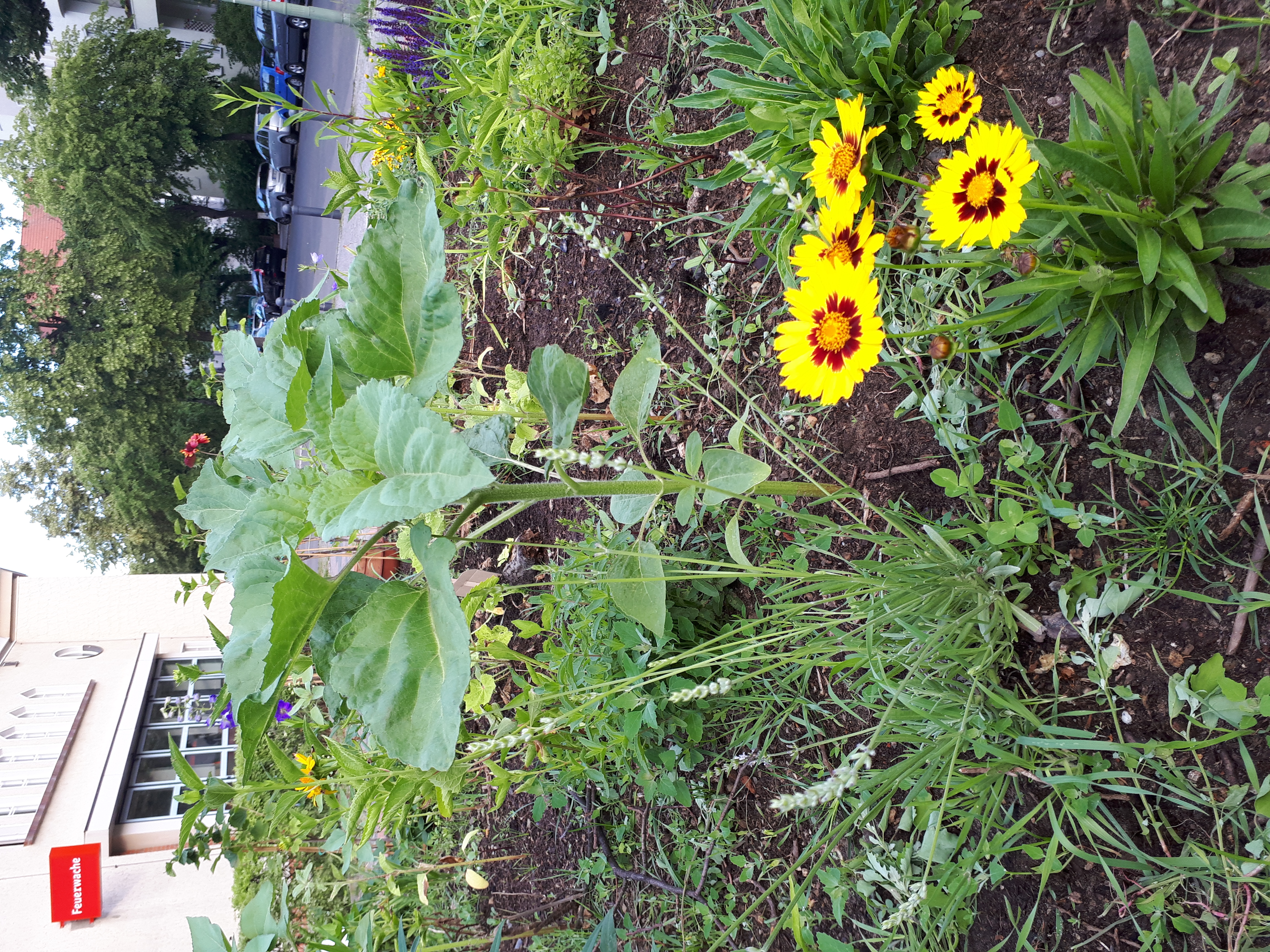 Gartenansicht