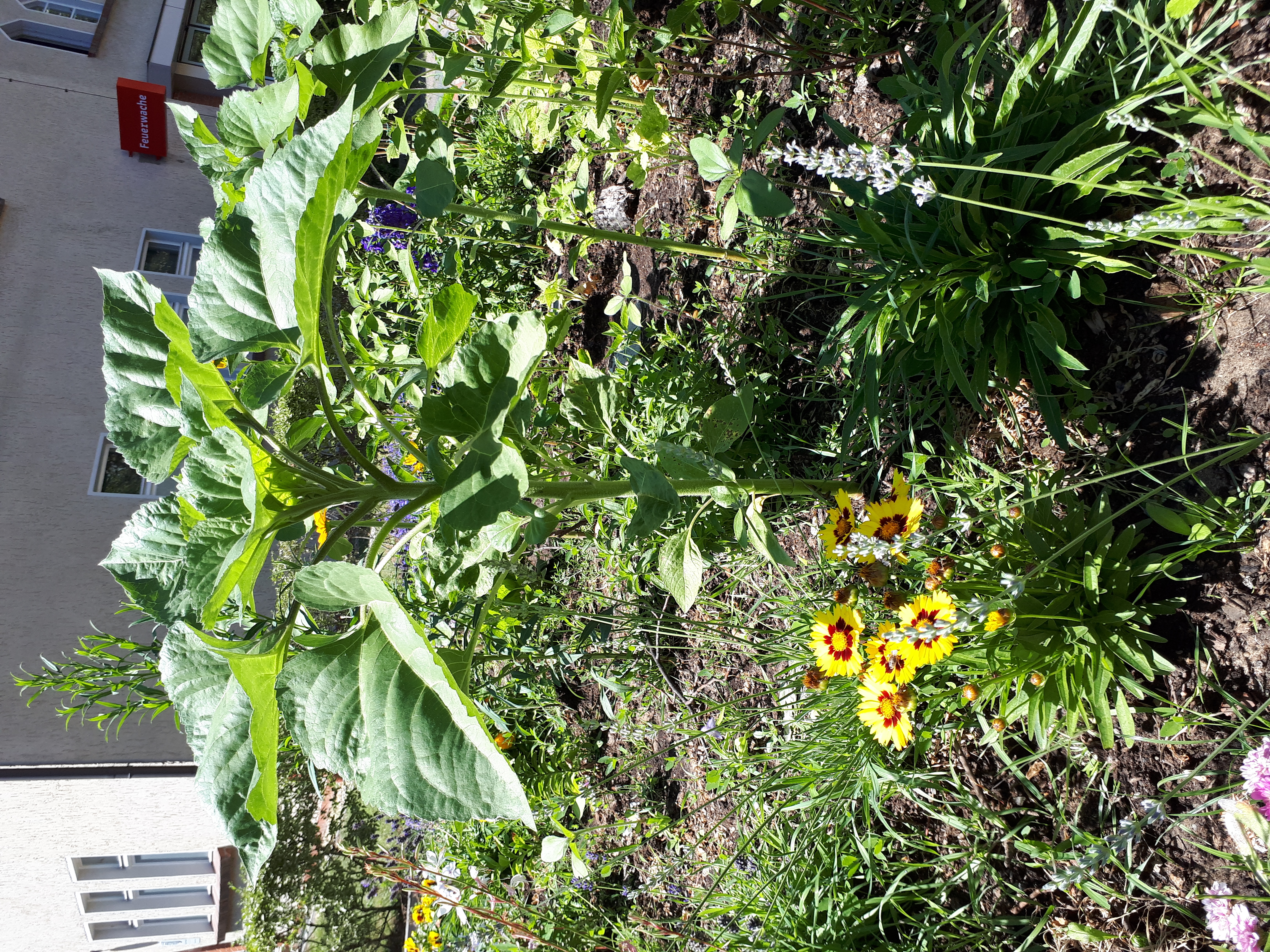 Gartenansicht
