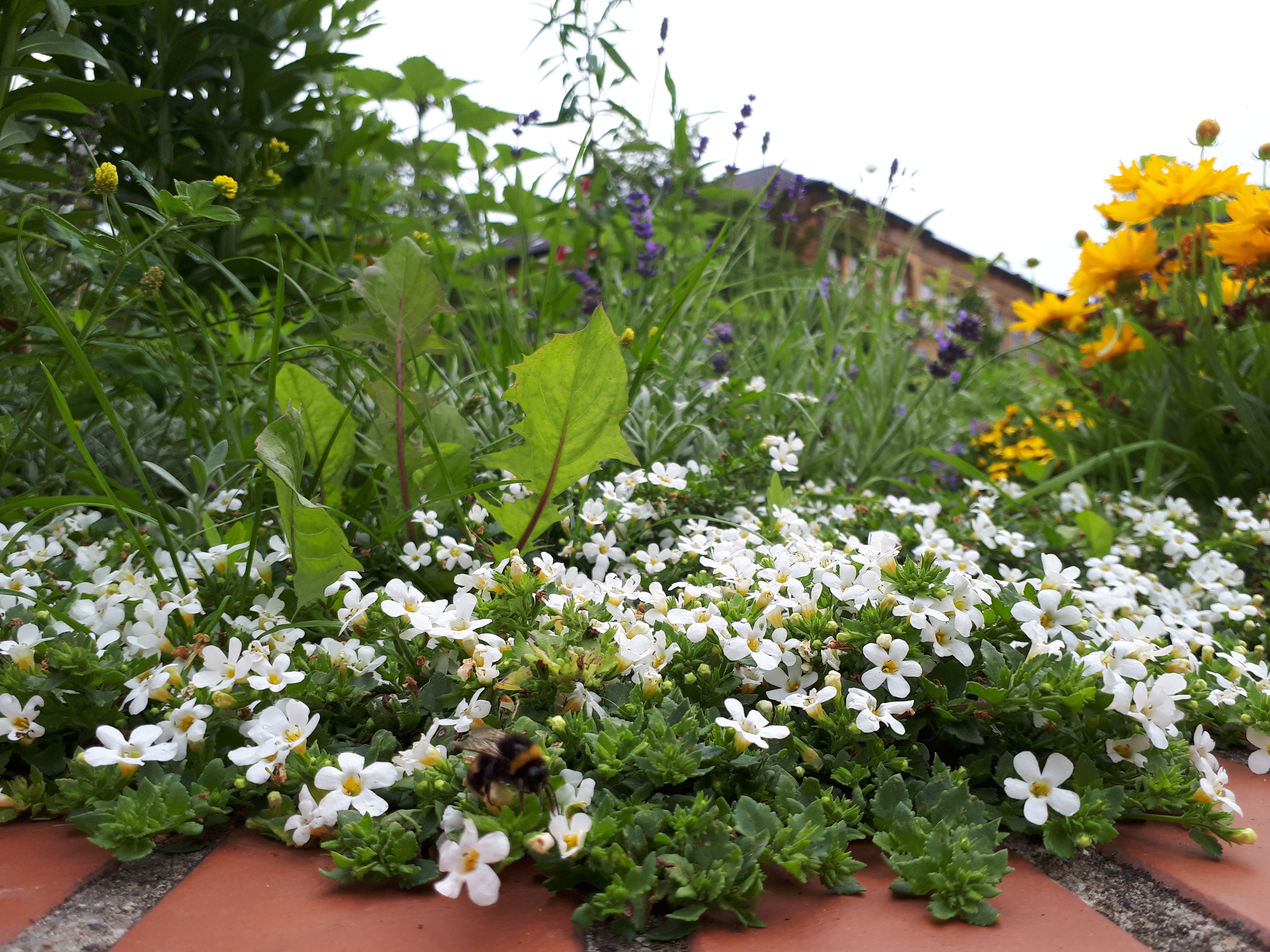 Gartenansicht