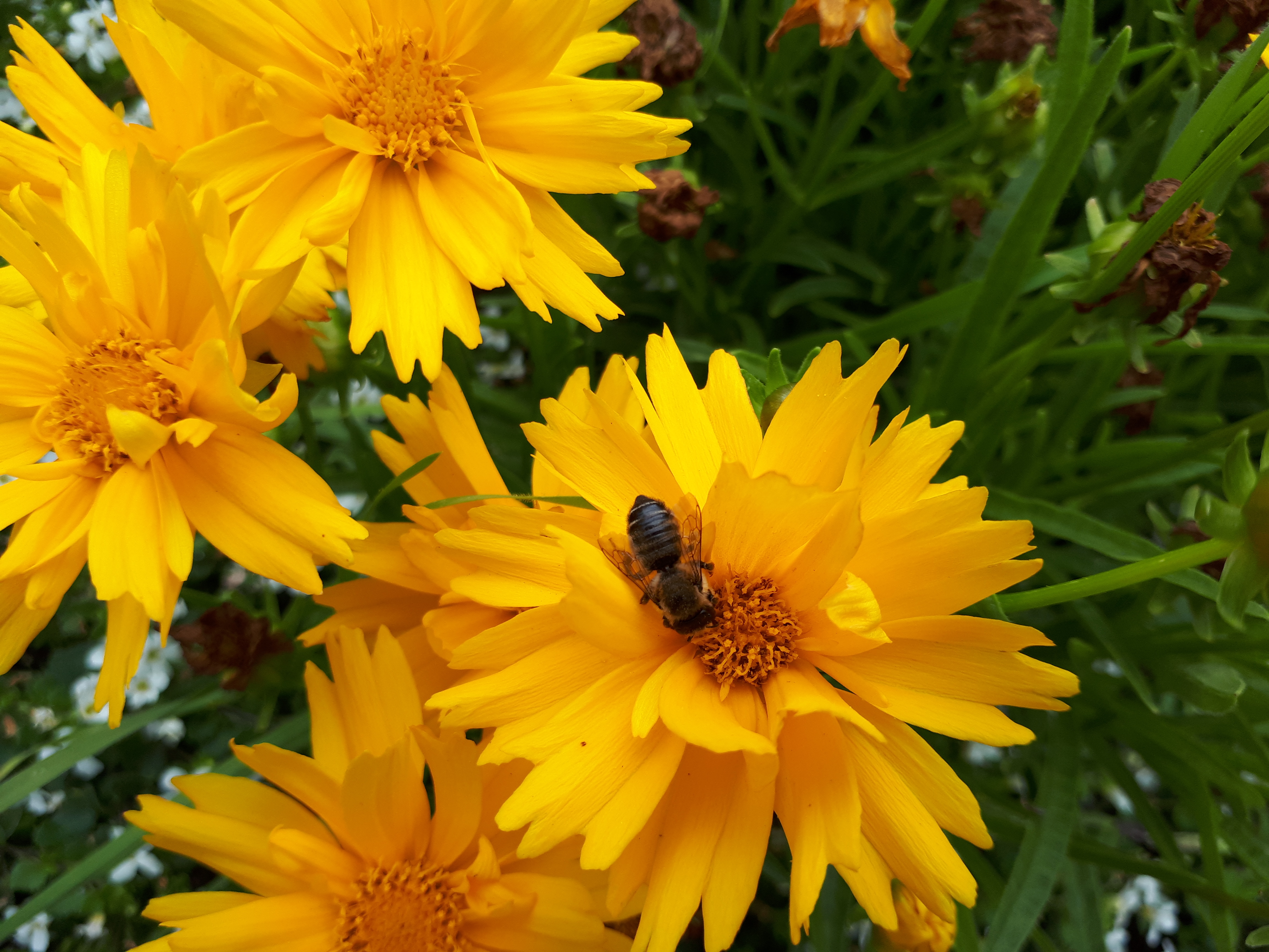 Gartenansicht
