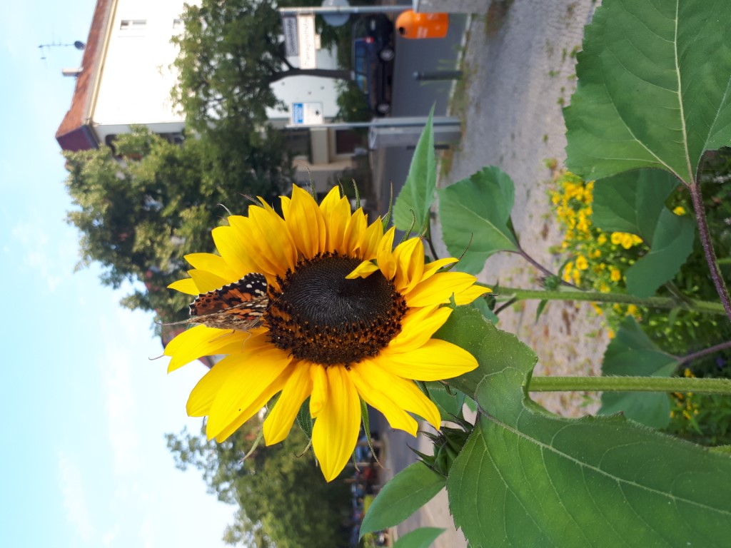 Gartenansicht