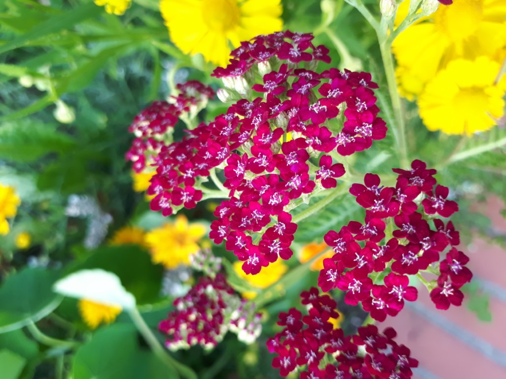 Gartenansicht
