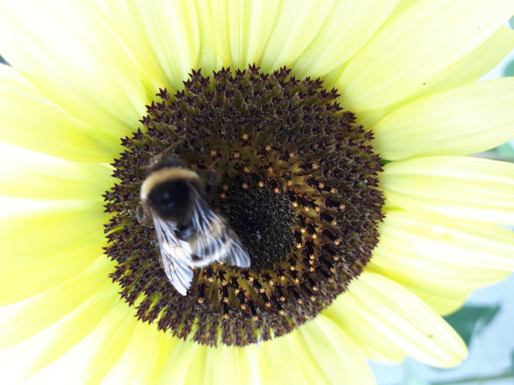 Gartenansicht