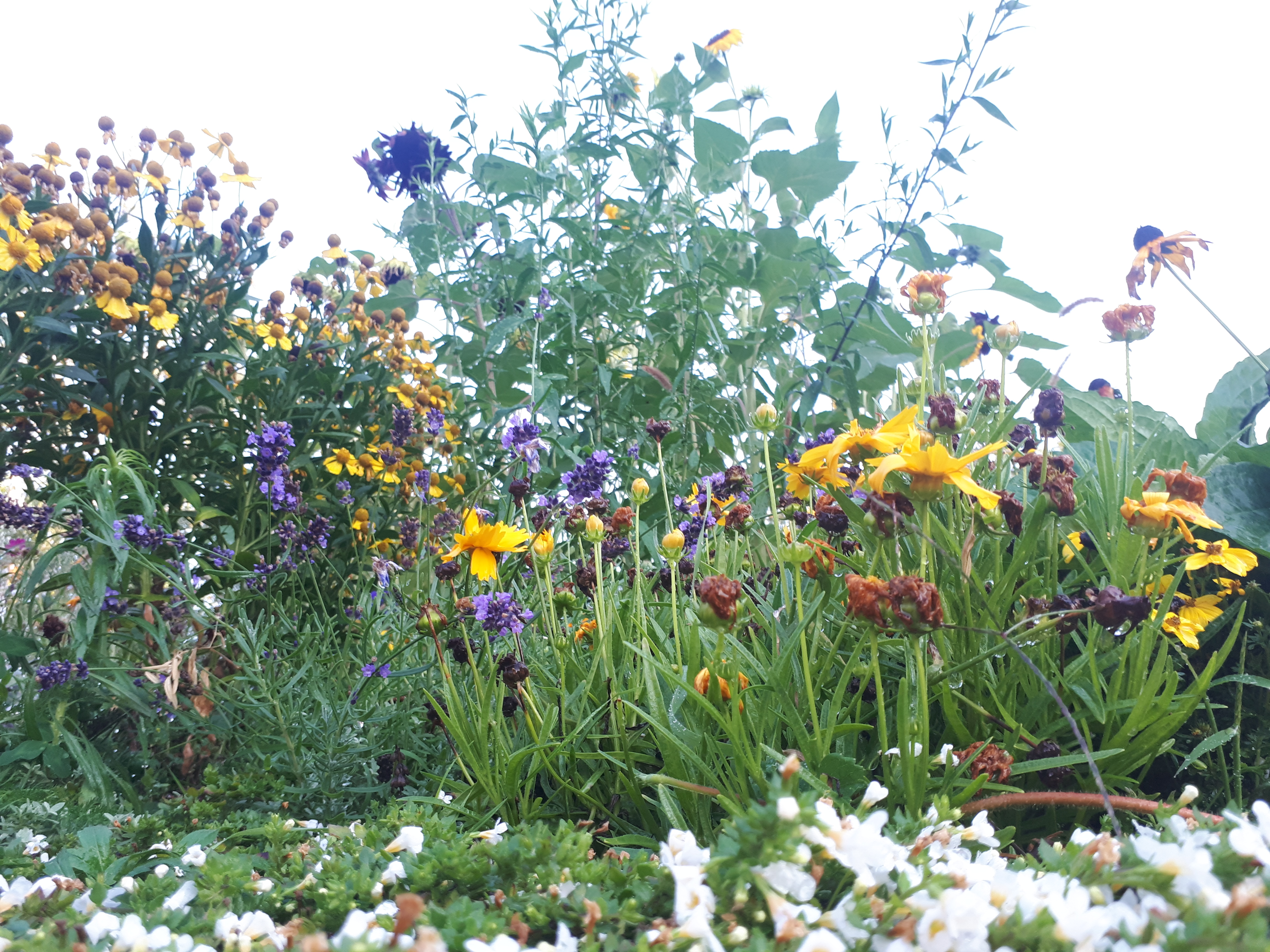 Gartenansicht