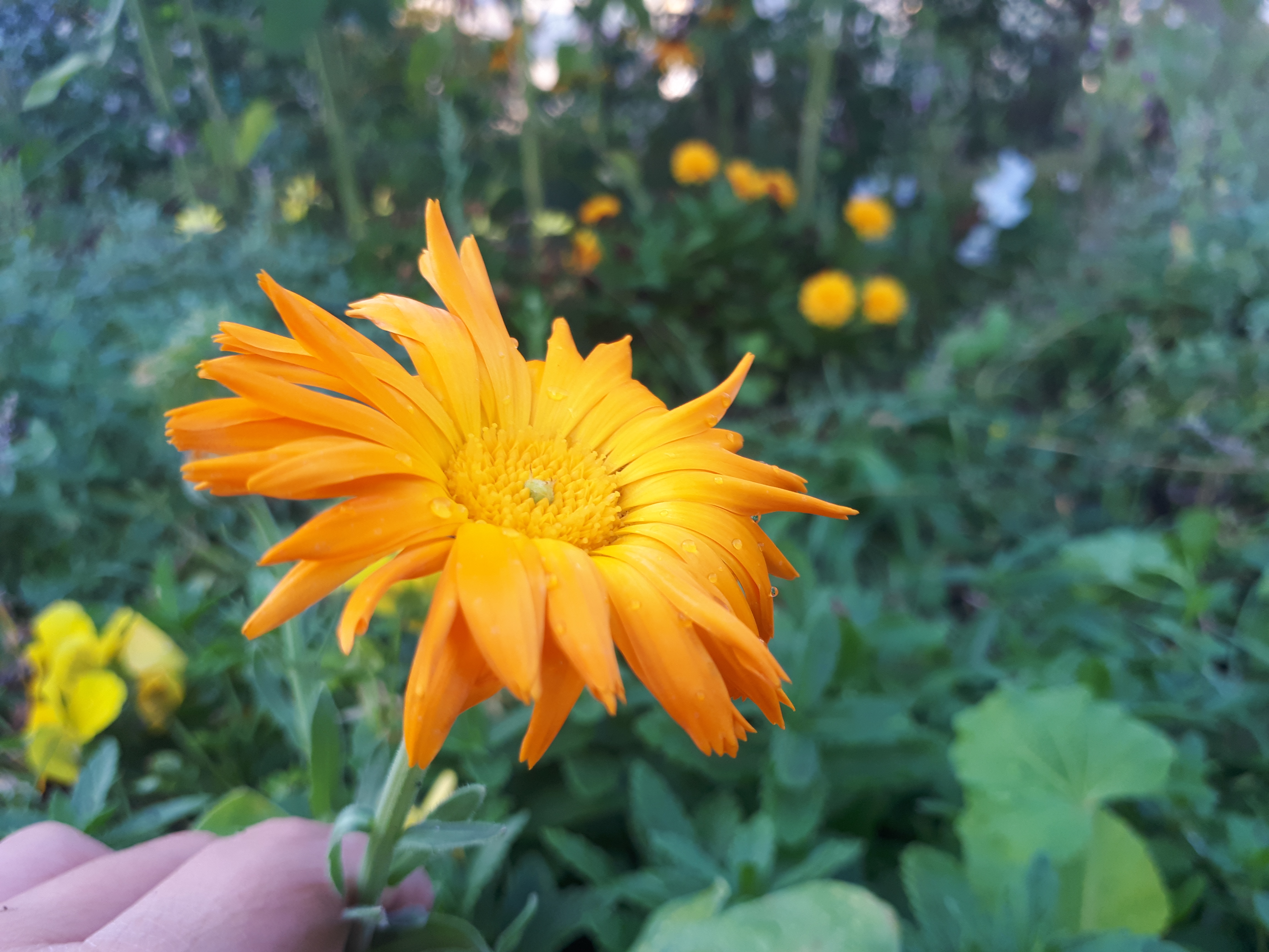 Gartenansicht