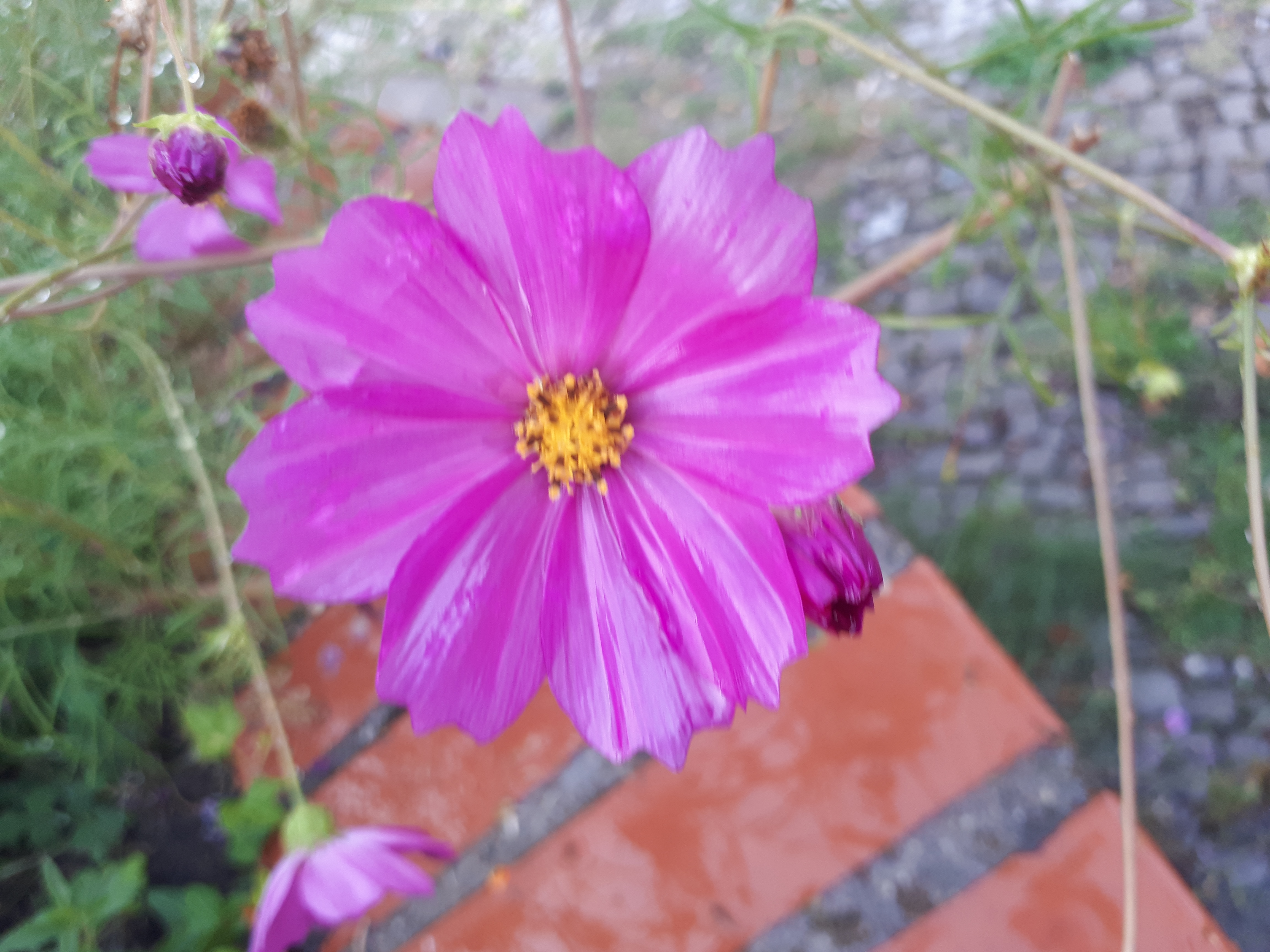 Gartenansicht