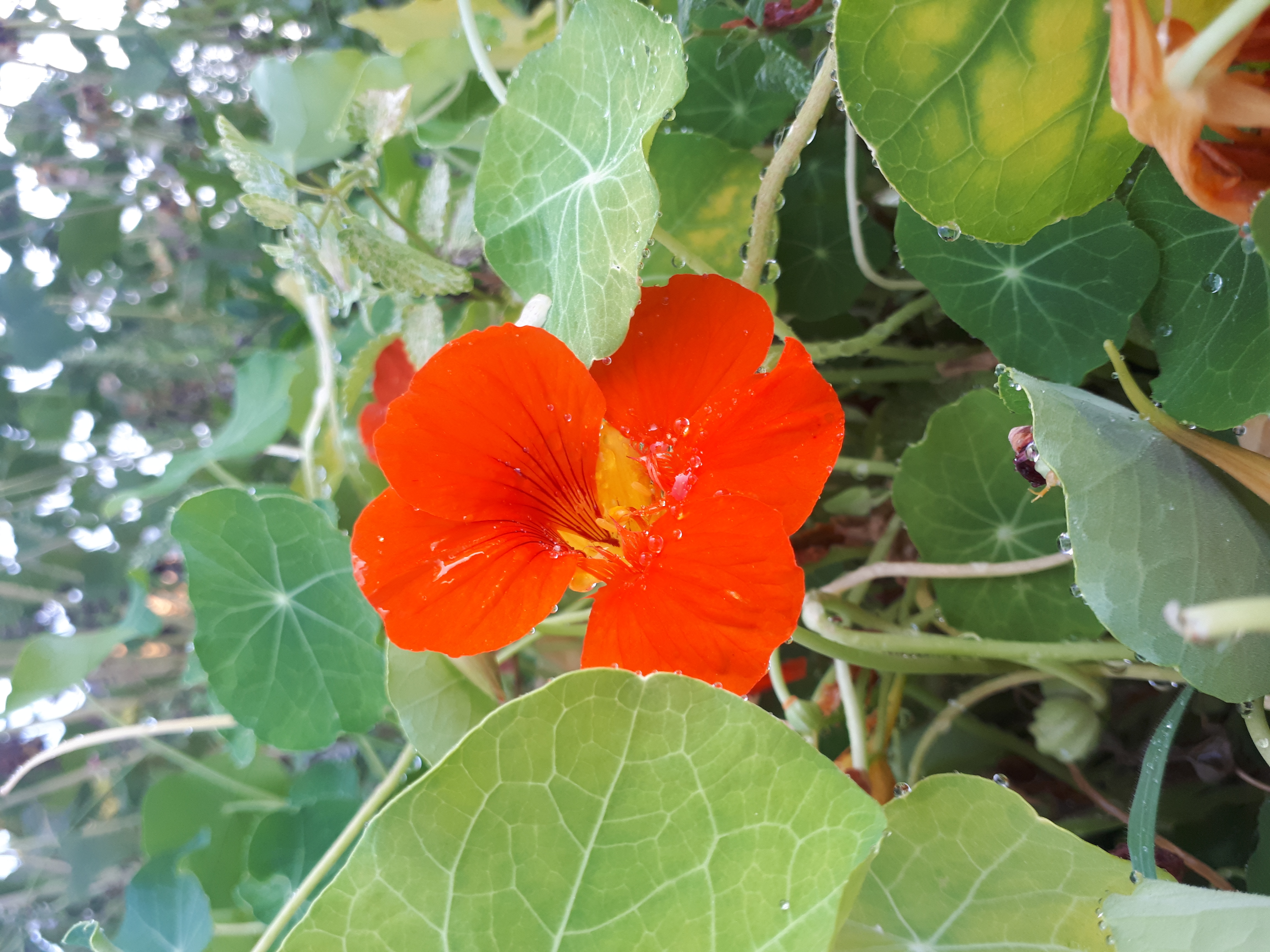 Gartenansicht