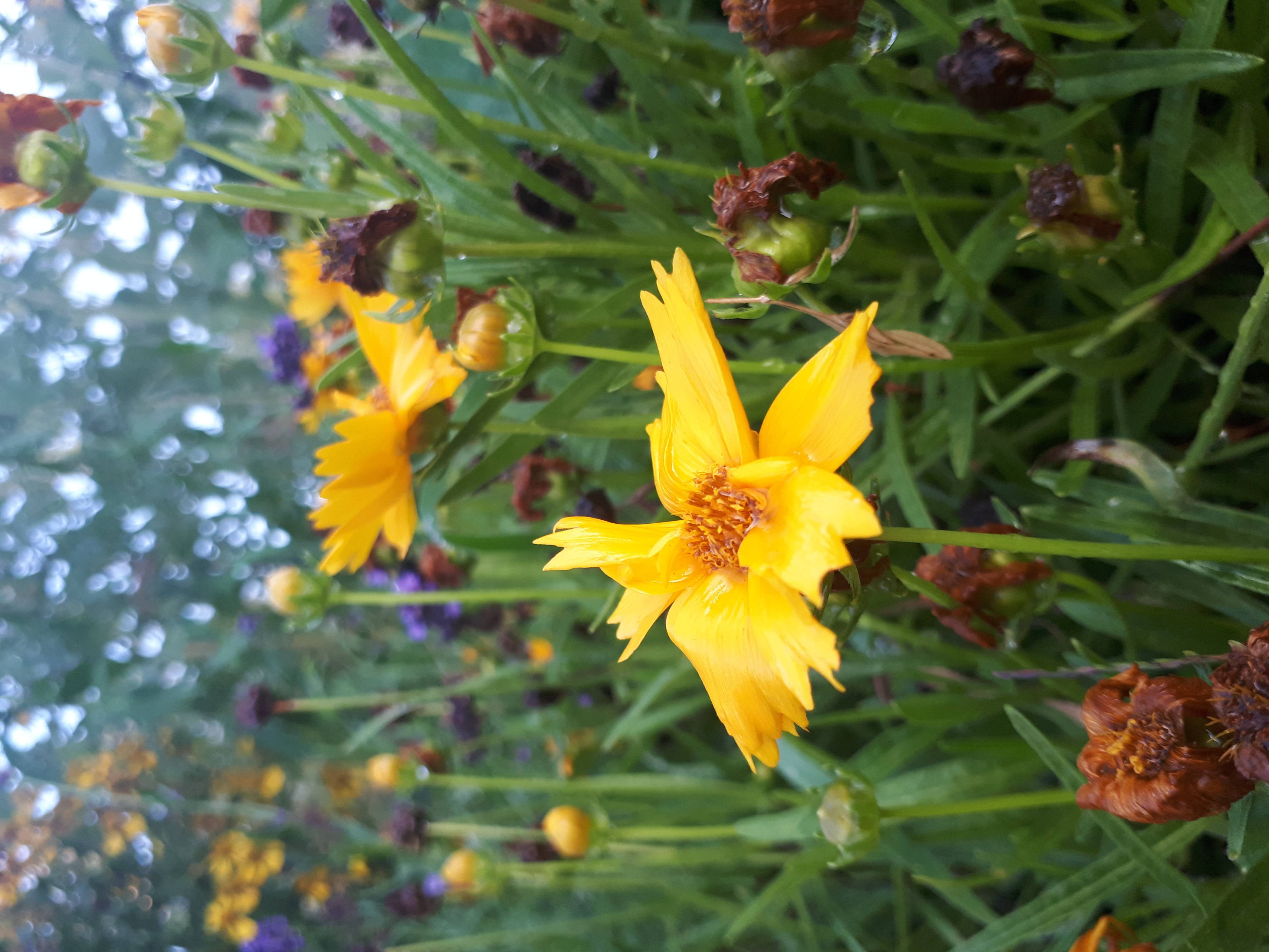 Gartenansicht
