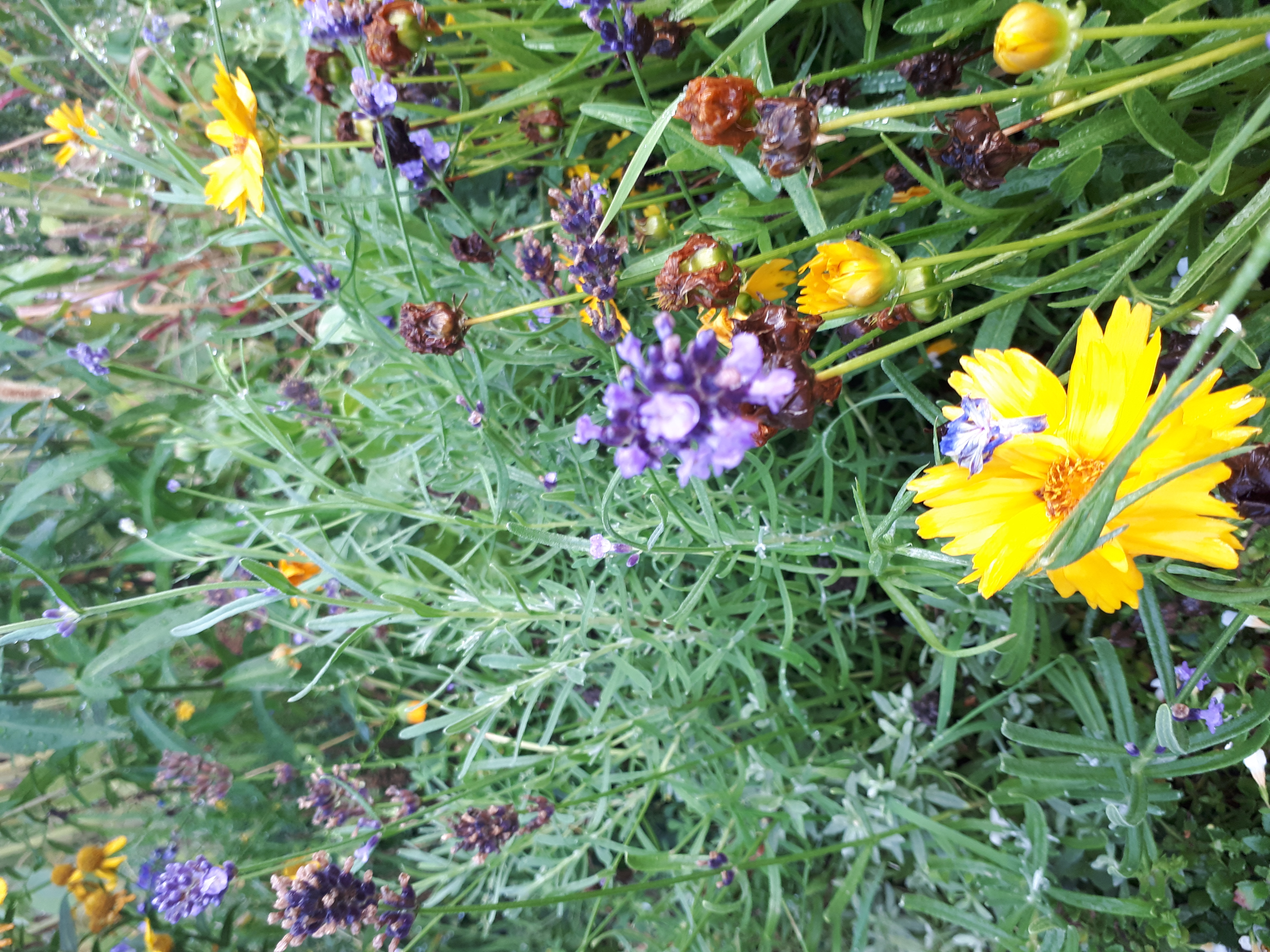 Gartenansicht