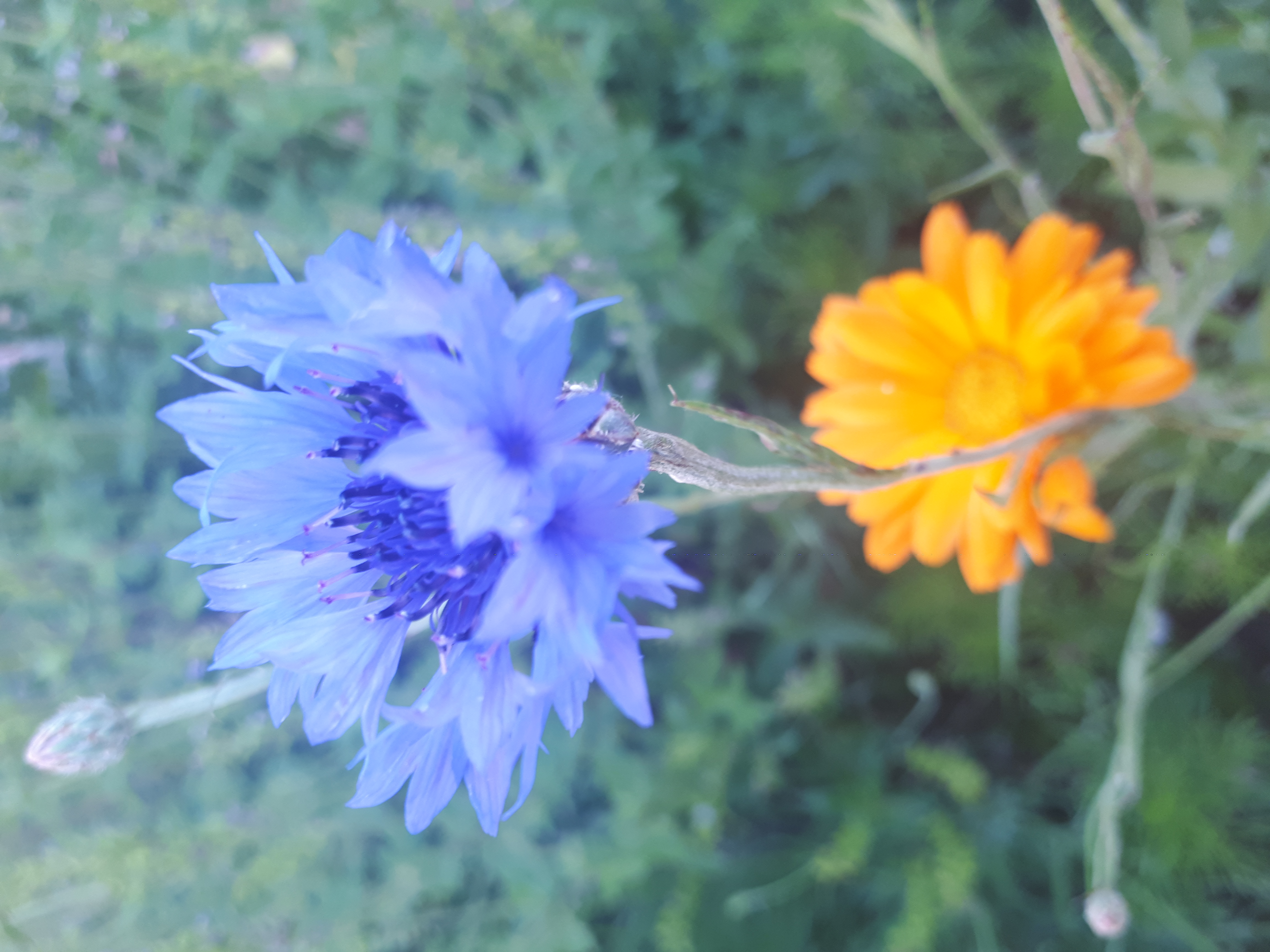 Gartenansicht