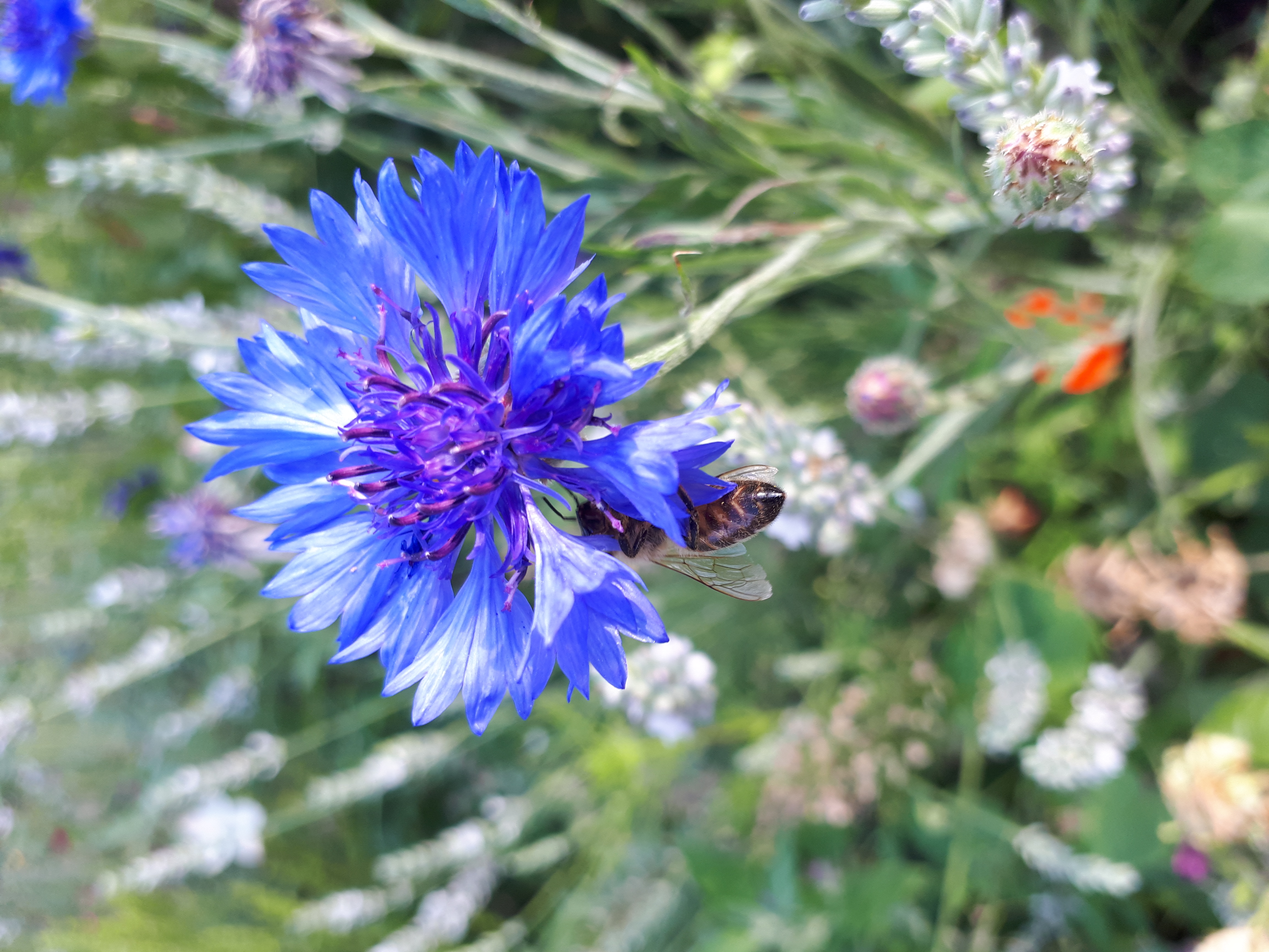 Gartenansicht