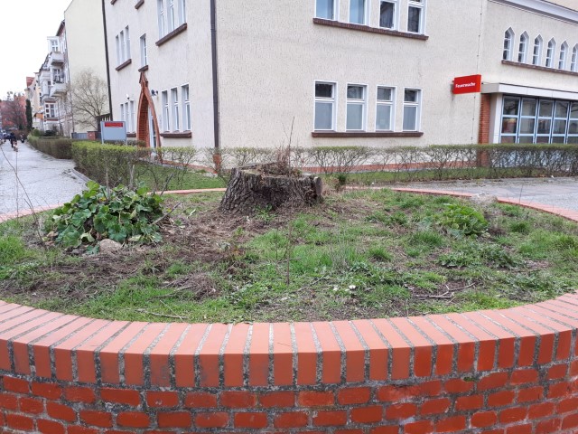 Rondell nach der Baunfällung